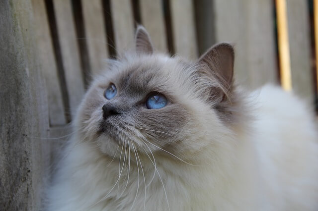 Ragdoll 2021 u2014 En perfekt katt  SverigesVeterinärer.se