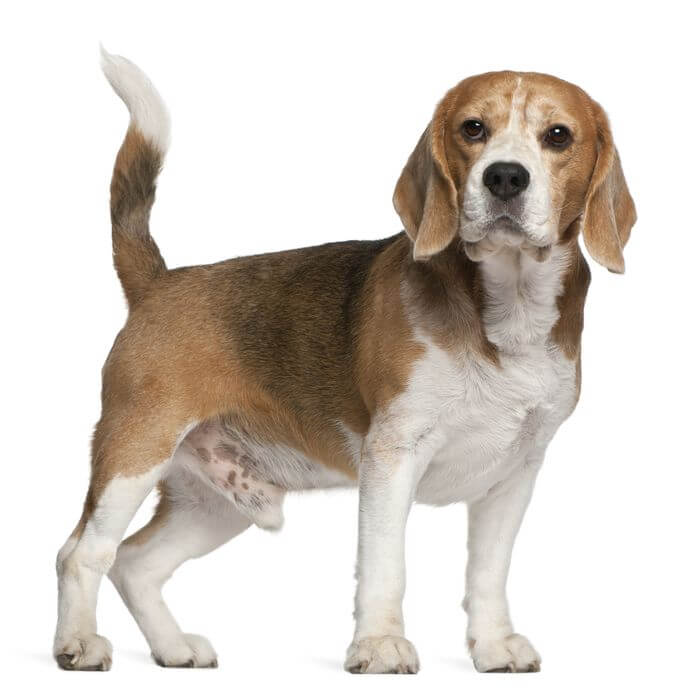 beagle hund