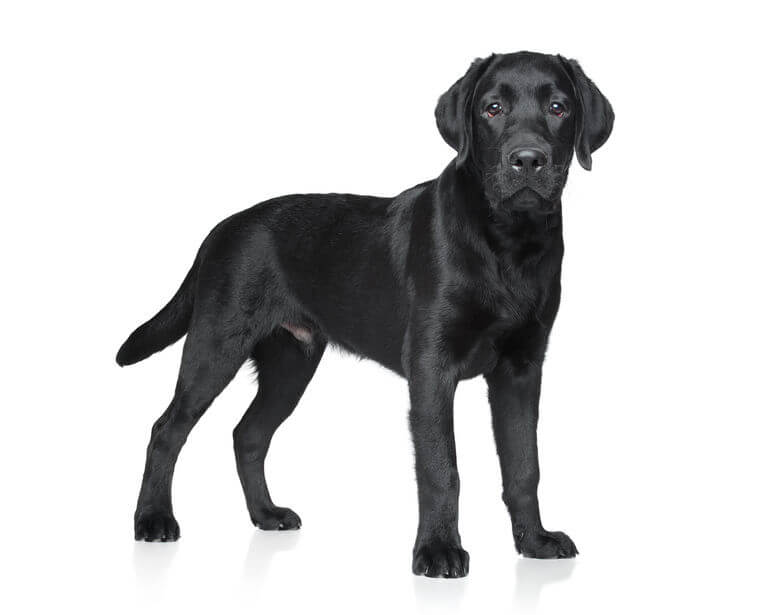 labrador hund svart