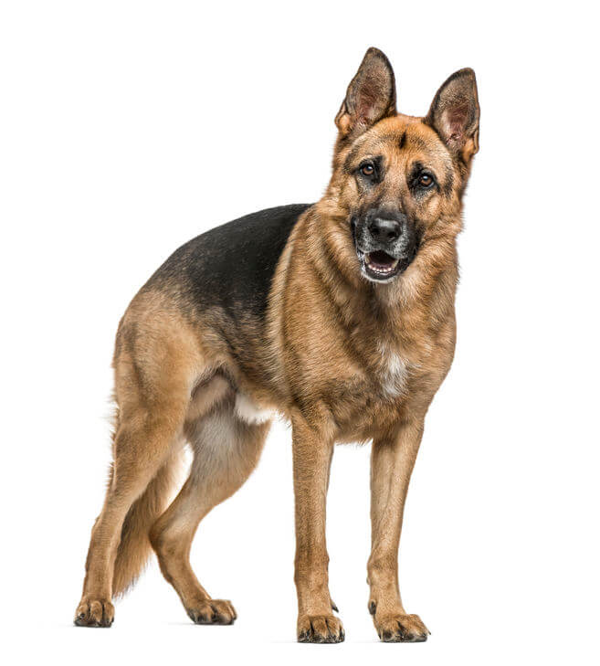 schäfer hund